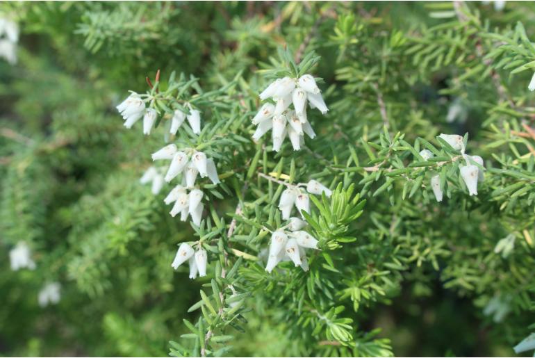 Erica afra&nbsp;4022