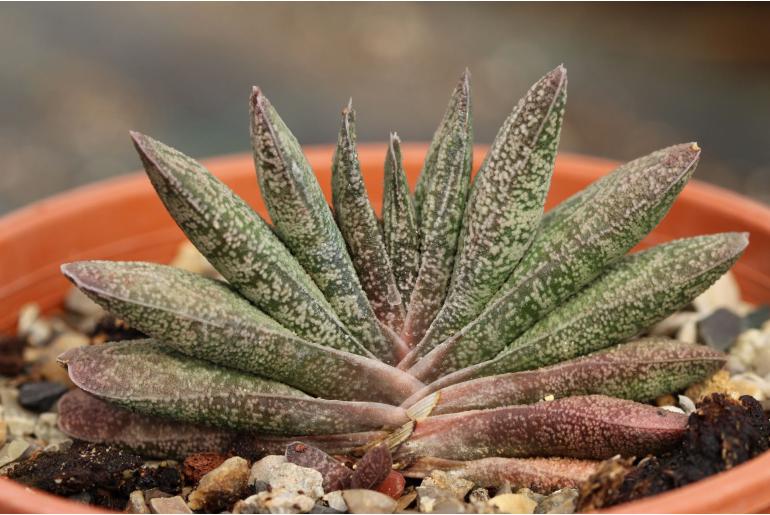 Gasteria baylissiana -4139