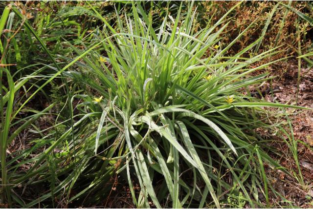 Harige hypoxis