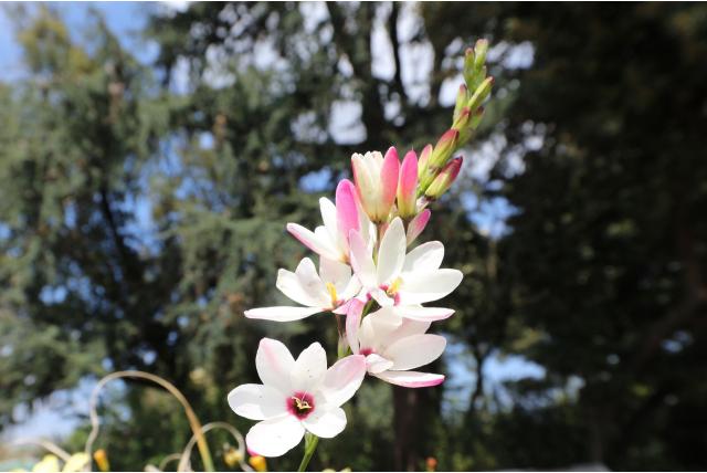 Bellenden's avondbloem Bellenden's avondbloem