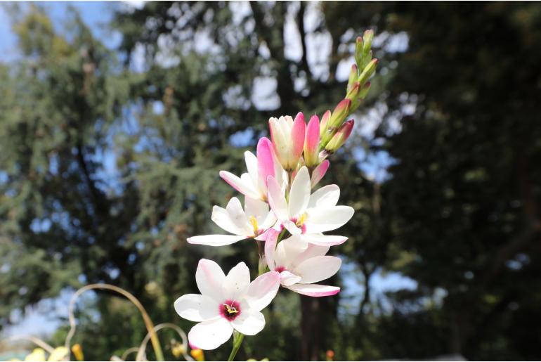Ixia bellendenii 4321