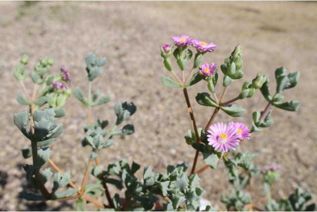 Oscularia met driehoekig blad