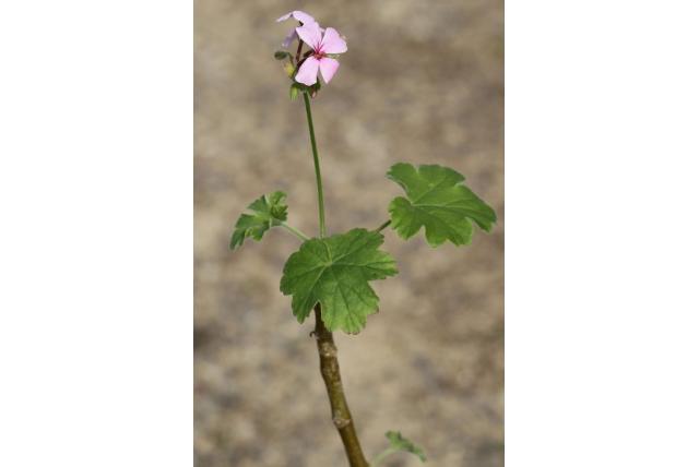 Geranium van de toppen