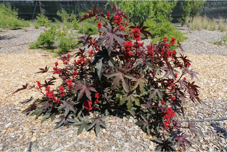 Ricinus communis -4796