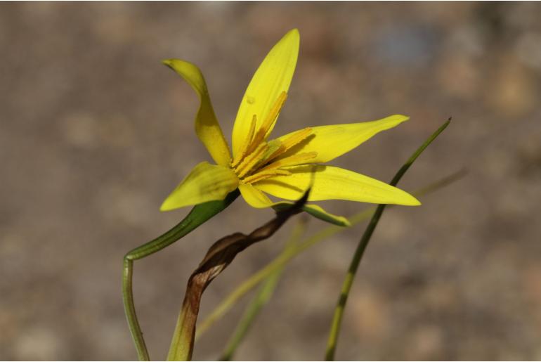 Pauridia capensis -5114