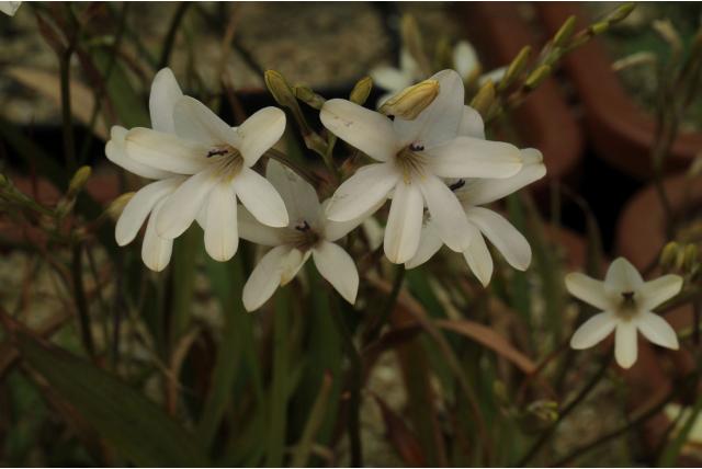 Bleke tritonia