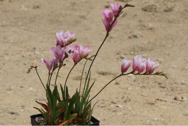 Vuile tritonia