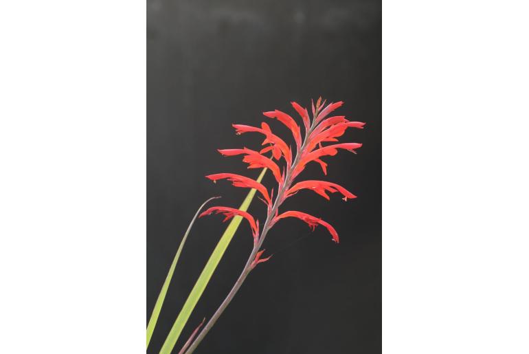 Tritoniopsis afra&nbsp;5198