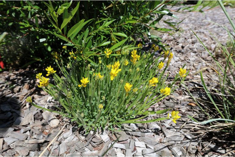 Genista sagittalis -5240