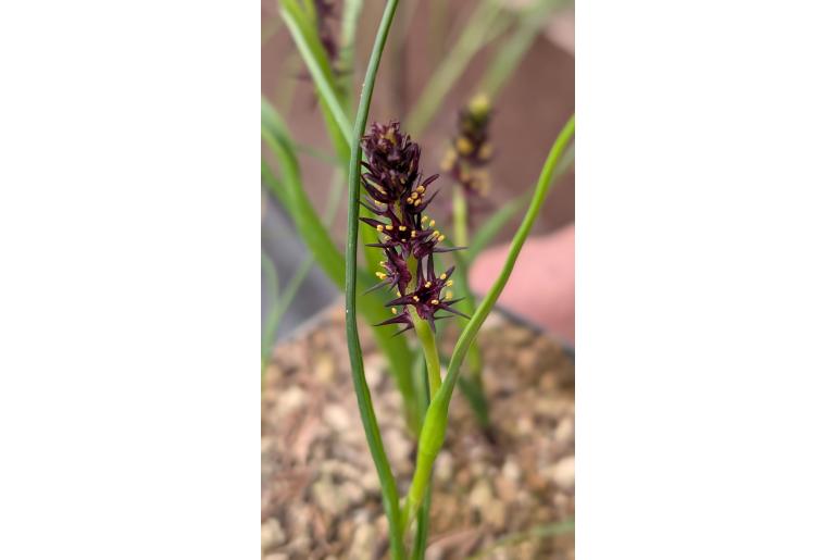 Wurmbea marginata -5260