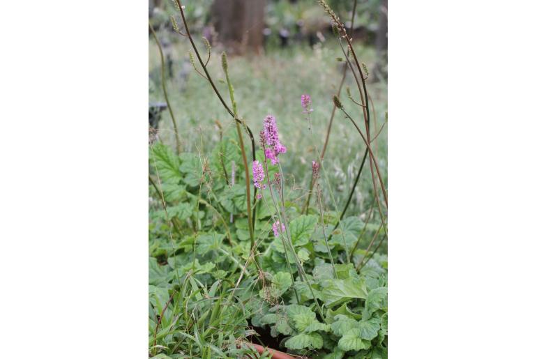 Francoa appendiculata var sonchifolia 5416