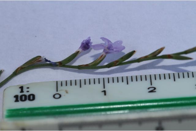 Twijg limonium