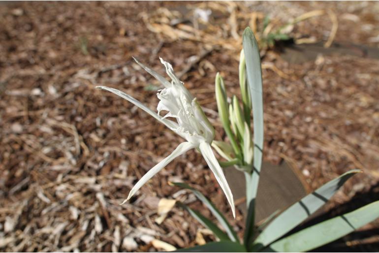 Pancratium maritimum -5452