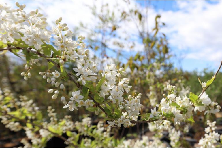 Deutzia gracilis -5505