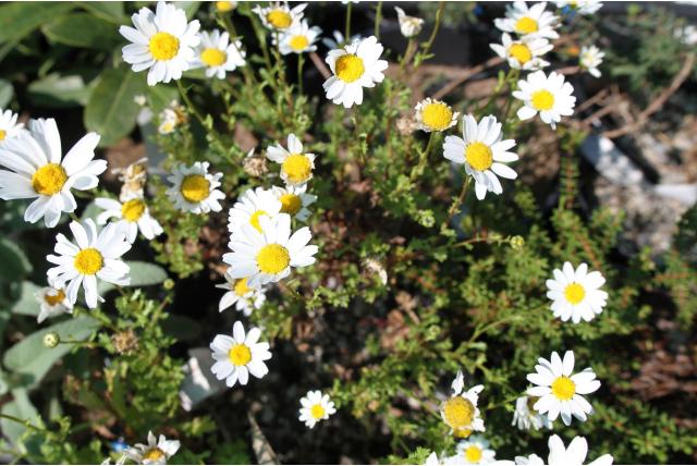 Kleine margriet