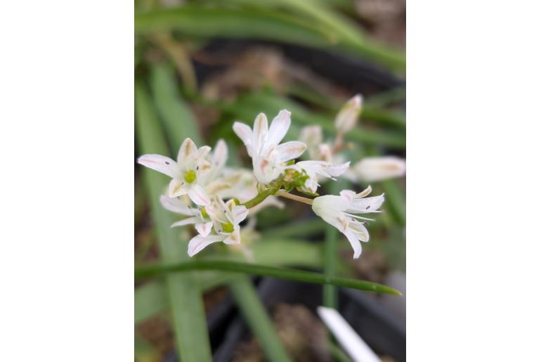 Lachenalia namibiensis&nbsp;5856