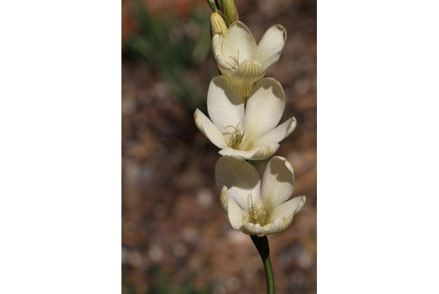 Gladiool tritonia