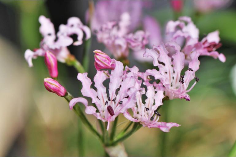 Nerine masoniorum -5943