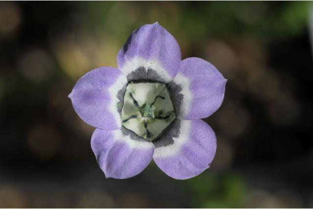 Gebogen roella