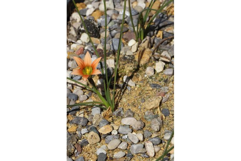Romulea obscura -6254
