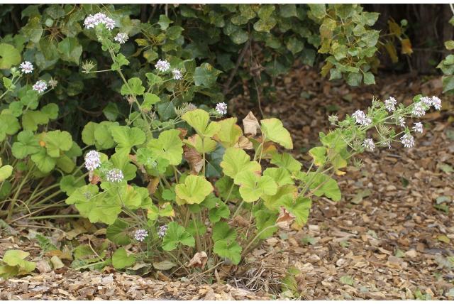 Australische geranium