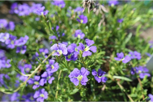 Blauwe dampiera
