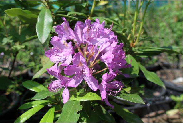 Pontische rododendron