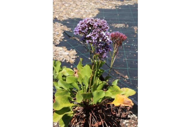 Perez' limonium