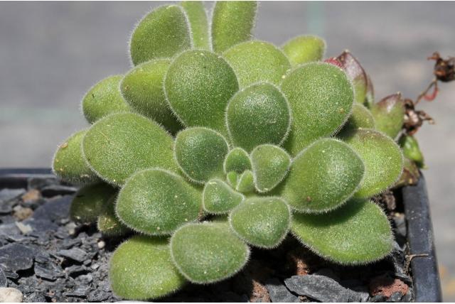 Lindley's aeonium