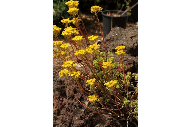 Aeonium spathulatum -6529