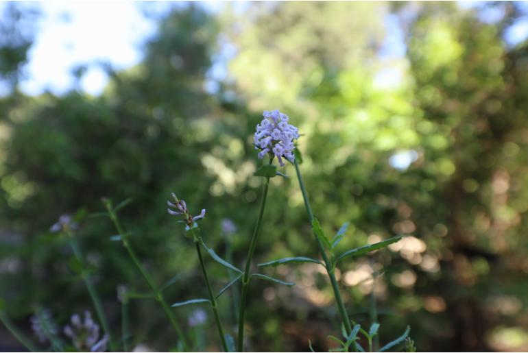 Diostea juncea -6573