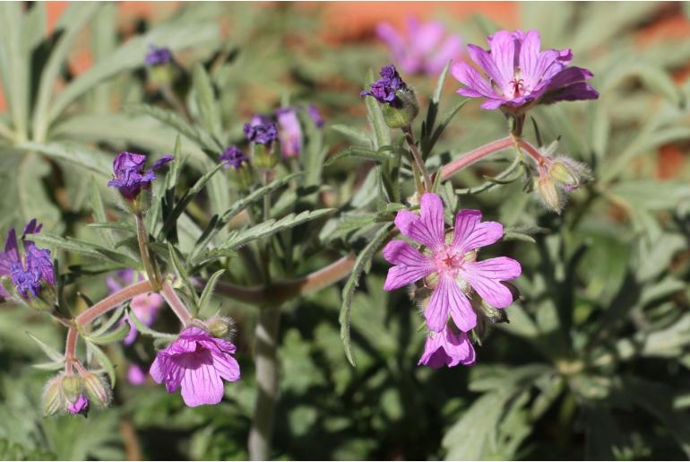 Geranium tuberosum -6733