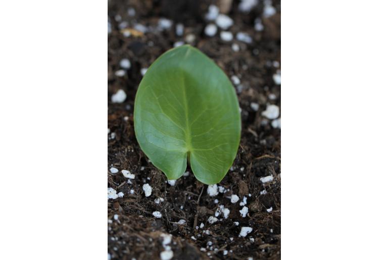 Arum dioscoridis -6763