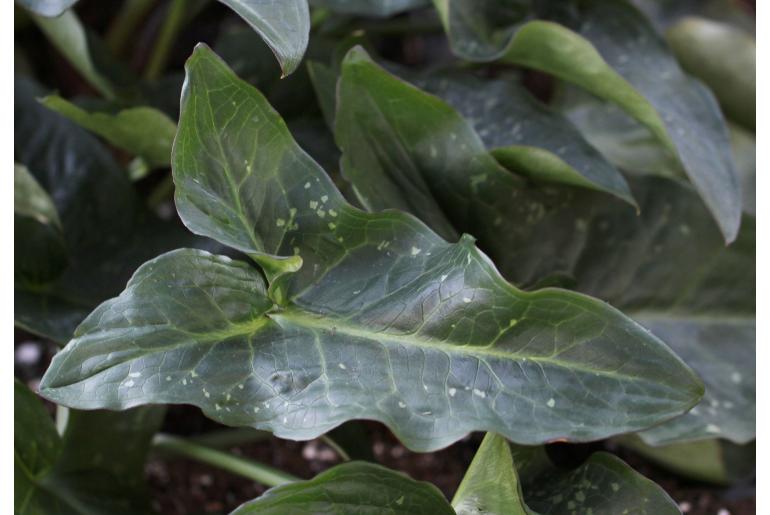 Arum maculatum -6764