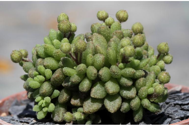 Monanthes muralis 6827