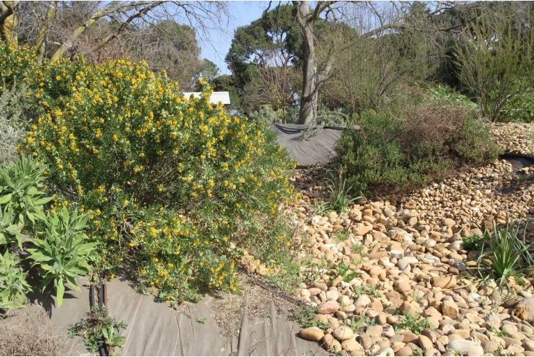 Ononis ramosissima -6855