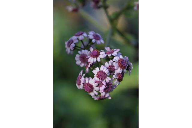 Webb's pericallis