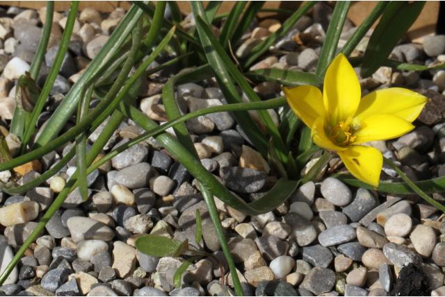 Felippone's nothoscordum