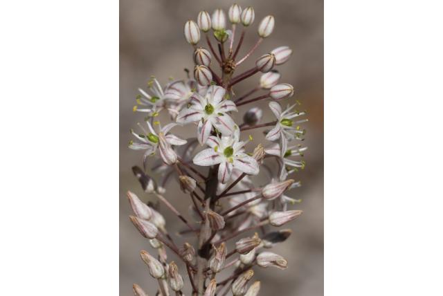 Kustelijke drimia