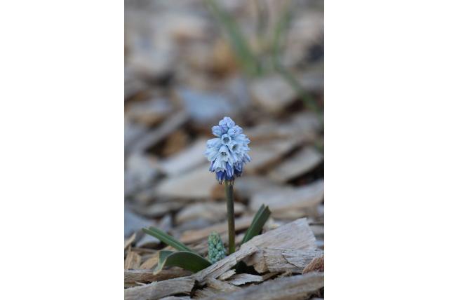 Blauwe druifjes