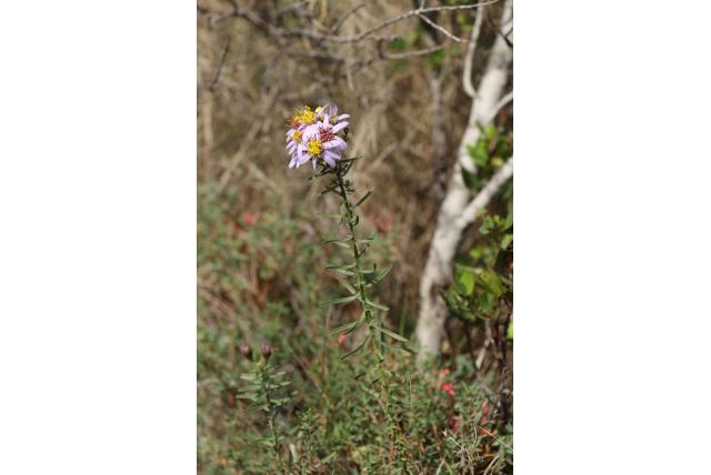 Sedum-blad galatella Sedum-blad galatella