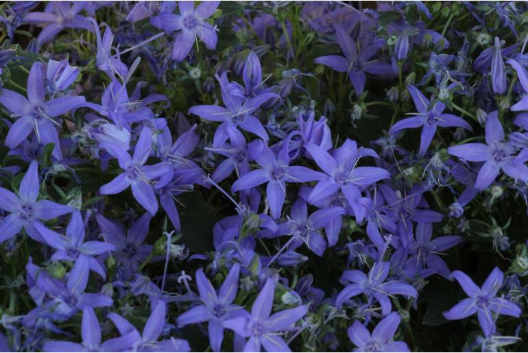 Campanula garganica -7622