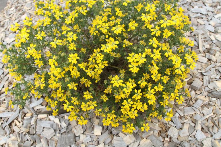 Genista hispanica ssp occidentalis -8052