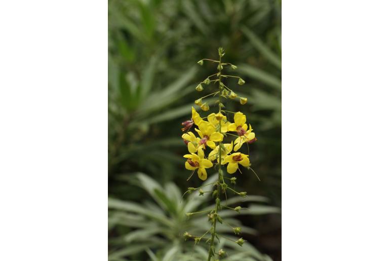 Helianthemum lunulatum 8060