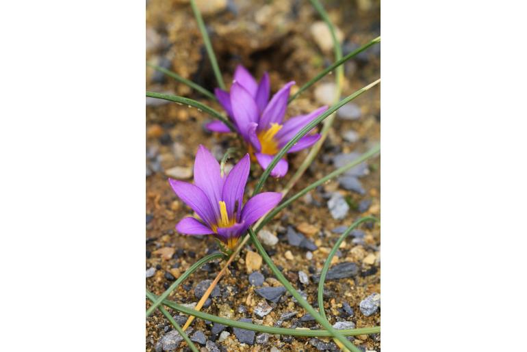 Romulea requienii -8148