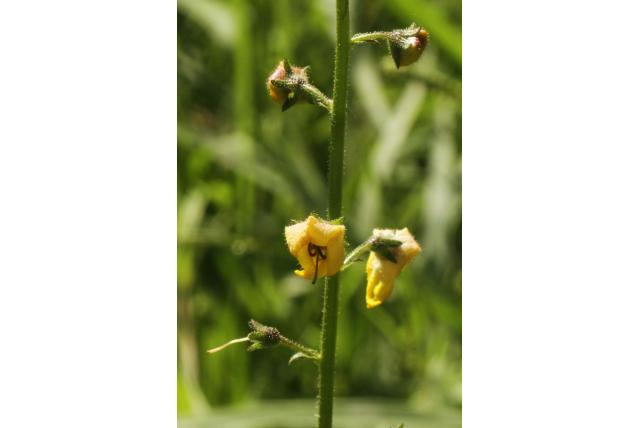Mottenkruid