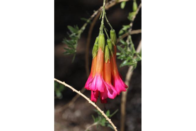 Inca bloem