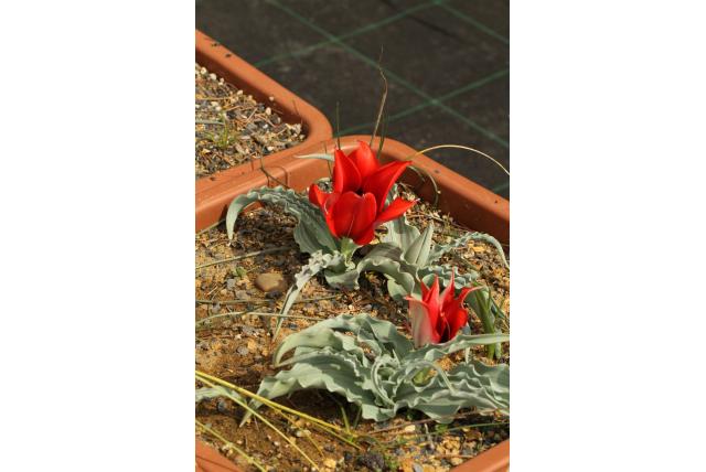 Kotschy's fritillaria
