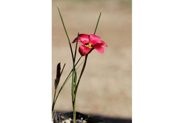 Bescheiden romulea
