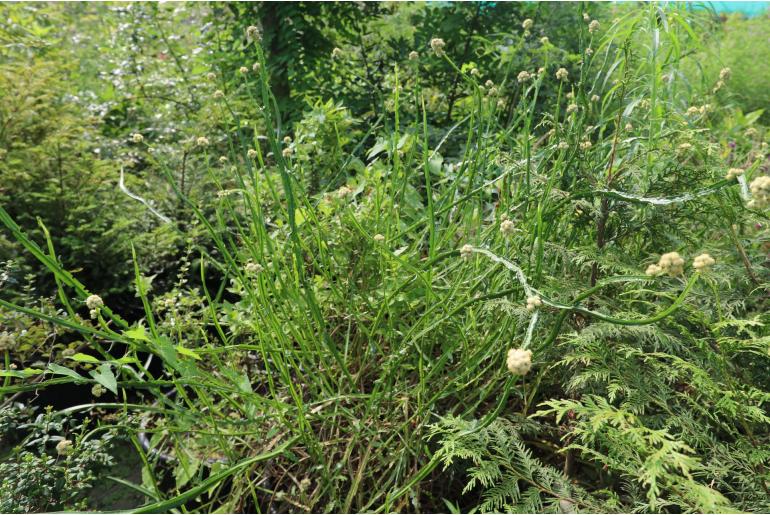 Baccharis sagittalis 9145